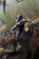   grenouille laffut  